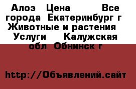 Алоэ › Цена ­ 150 - Все города, Екатеринбург г. Животные и растения » Услуги   . Калужская обл.,Обнинск г.